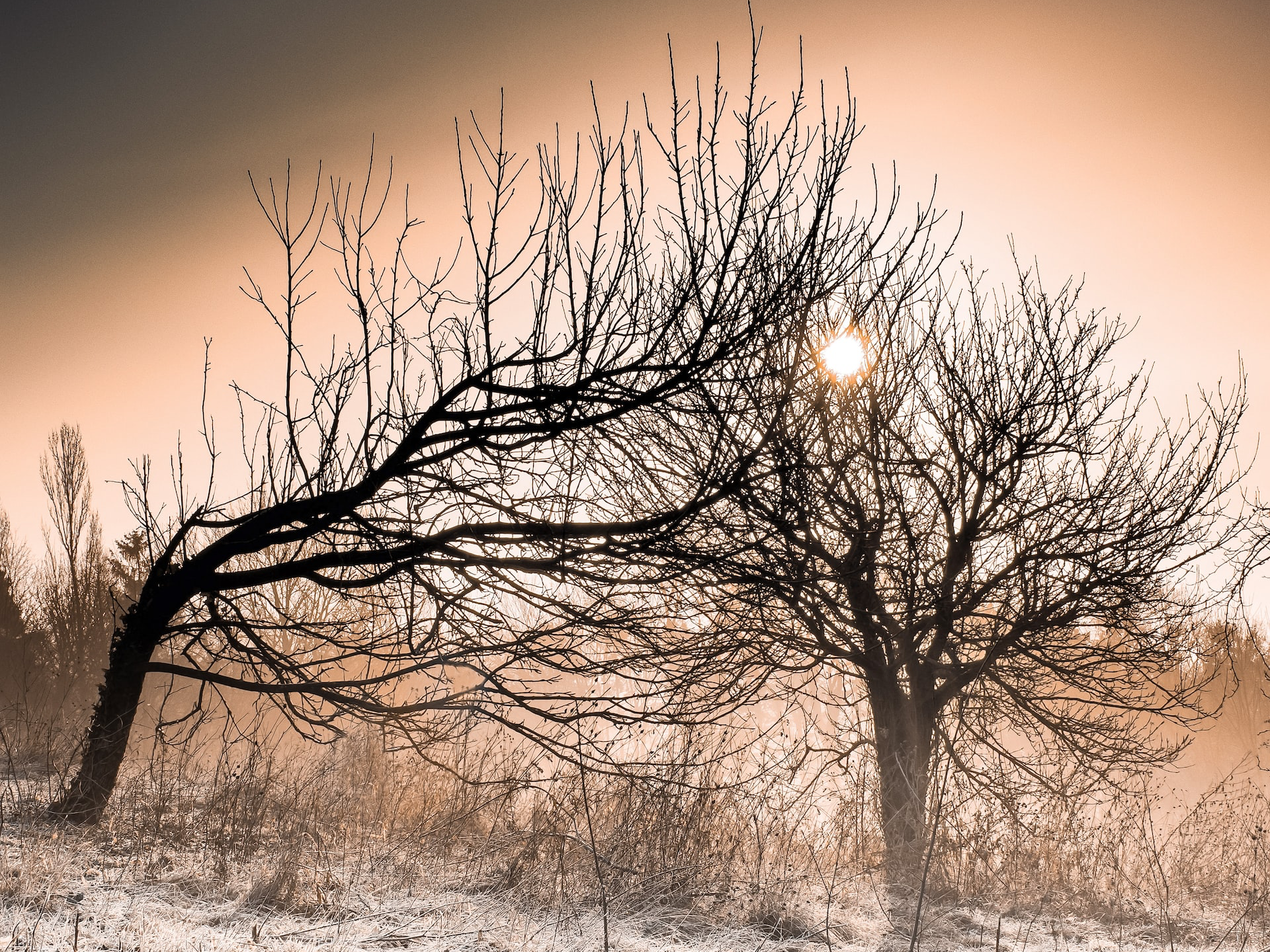 the sun is shining through the foggy trees